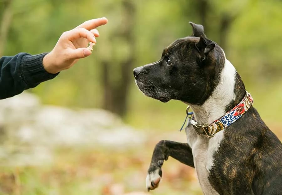 City Environment Dog Training Scottsdale Guide